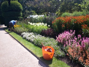 One of our brilliant volunteers gets stuck in with a spot of deadheading