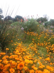 These South African Daisies really 'zing' at the front of the border