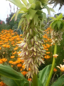 ... and these stunning Eucomis bicolor show-stoppers