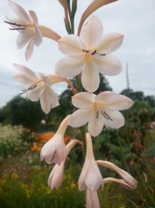 Gorgeous soft pinks of these Watsonia hybrids counter-balance the hot colours elsewhere