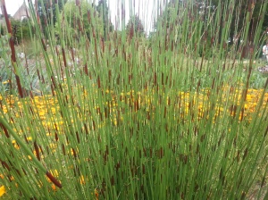 Seeing the colours beyond through this Elegia tectorum reed is a great way of revealing the plants gradually.