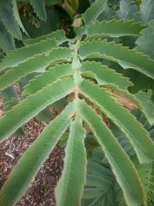 It's not all about the flowers in this border.  The foliage of this Melianthus major is stunning too.