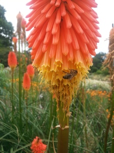 Even the bees love our Red Hot Pokers!
