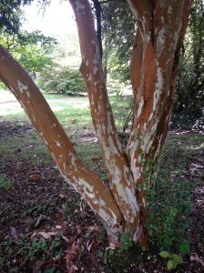 And here is some of that delicious bark in a little more detail