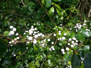 ...and the unusual jewel-like white berries on our Azara serrata shrubs