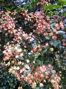 ...the mix of pink seed heads and red berries  of the Amomyrtis luma...
