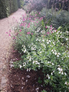 The corner of the Salvia bed here at Nymans