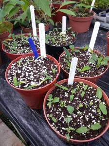 New Salvias being grown from cuttings in our glass houses