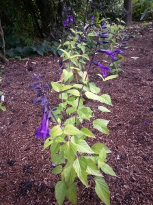 Salvia 'Amistad' is such a new plant that the breeders have only just applied for breeding rights.  "Amistad" is Spanish for friendship, perhaps a comment on how well the flowers and foliage combine