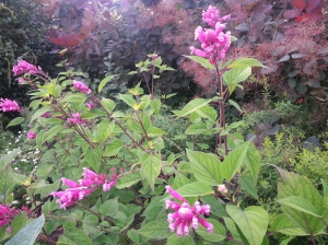 Salvia involucrata 'Bethellii', or Roseleaf Sage, is a herbaceous perennial from Mexico