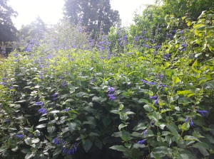 Salvia guaranitica 'Blue Enigma' is also known as the Anise Scented Sage.  Give it a sniff and find out why...