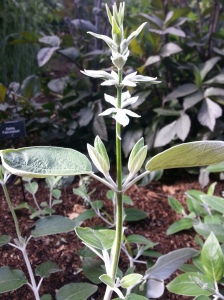 This Salvia discolor is known as the Andean Silver-Leaf Sage.  It will produce almost black-blue flowers from beneath the white bracts later in the year