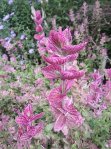 This Salvia horminum 'Pink Swan' also comes in white and purple versions.  The interesting parts of this Salvia are actually the bracts, the flowers being very small and insignificant