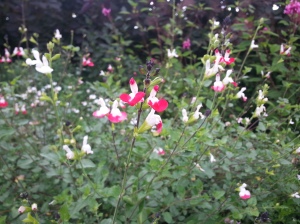 Salvia 'Hot Lips' is sometimes referred to as the Nymans Salvia!