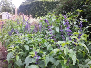 Salvia 'Indigo Spires' is a borderline-hardy, vigorous hybrid that blooms from early Summer right through to November in good conditions