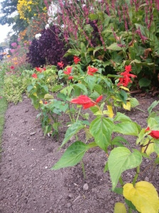 These Salvia 'Lighthouse Red' plants may look small but that's only because they have only just been planted to replace early Summer flowering annuals that have already gone over