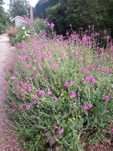 Salvia microphylla 'Pink Blush' is bushy, spreading sub-shrub that looks great at the front of a border