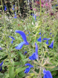 Salvia patens is a tender, tuberous rooted tender perennial from Mexico that has soft, hairy petals and leaves