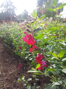 Salvia 'Silas Dyson' is a shrubby perennial Salvia that was raised and named at Dyson Nurseries in nearby Kent