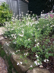 Salvia microphylla 'Trebah Lilac White' has very aromatic stiff foliage and fragrant blooms