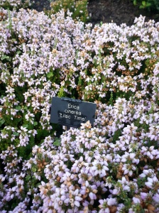 Erica cinerea 'Lilac Time' is another star of the show as we head into Autumn