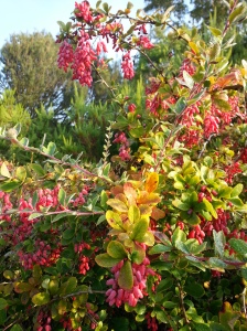 Berberis georgeii is one of a number of non-heather plants to be found in this part of the Nymans garden