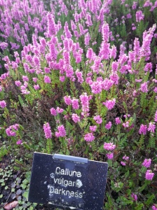 One of the many Calluna vulgaris heathers flowering in the Heath Garden right now