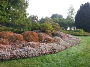 The heathers here are planted in large drifts, in-keeping with the style in other parts of the gardens at Nymans