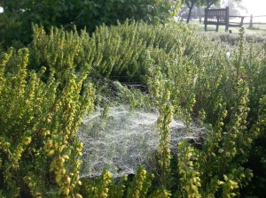 Morning dew catching on a spider's web in the Heath Garden