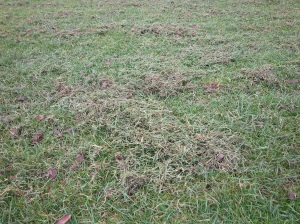 This is the sort of thatch material that we have been removing from the main lawn at Nymans this year