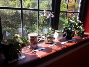 Last week's Nymans 'plant ident' set up in the gardeners' mess room