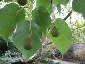 The fruit of the Handkerchief Tree
