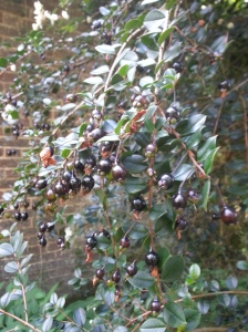 ...and here are the berries