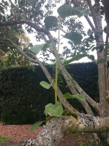 The inner branches of the tree are well adorned in vigorous, healthy new shoots like this one