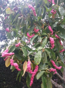 It is these pendulous pink seed pods that are the main attraction right now