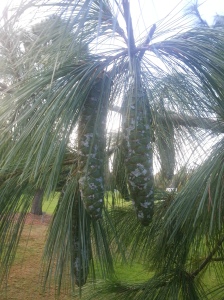 If it's cones you're after you should take some time to get up close and personal with this Pinus wallichiana tree