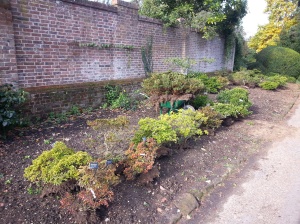 Here are the Azaleas awaiting their placing out and replanting
