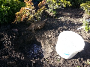 Water-retaining granules were added to the bottom of each hole, along with a healthy dollop of our home-made compost