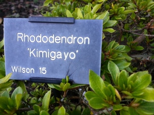 Each plant in the collection is labelled with its name and also the official Wilson 50 number