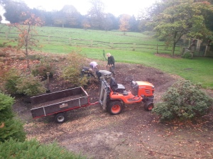 Here's Flic and a team of gardeners and volunteers in the process of moving another group of Azaleas