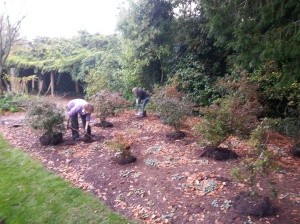 Another day, another Azalea collection being replanted! (Don't worry, your eyes aren't going funny, this picture is a bit blurred - sorry!)